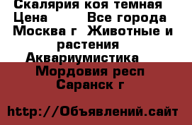 Скалярия коя темная › Цена ­ 50 - Все города, Москва г. Животные и растения » Аквариумистика   . Мордовия респ.,Саранск г.